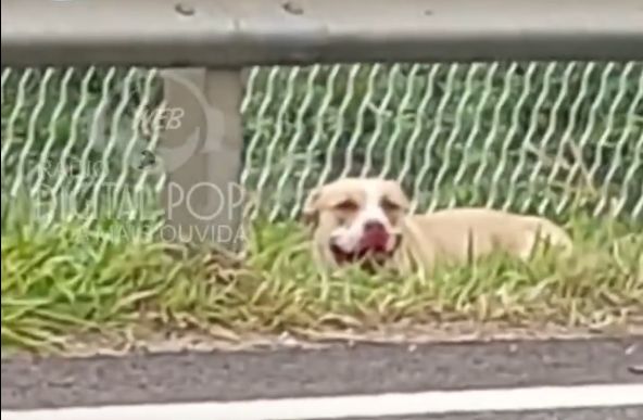 Três crianças são atacadas por pitbull solto em condomínio de Hortolândia