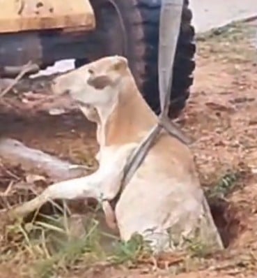 Captura de tela 2025-06-24 183339