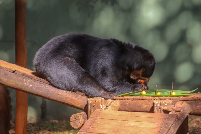 a.ok.bosque_arraia_renan_-_foto_guilherme_sircili_6