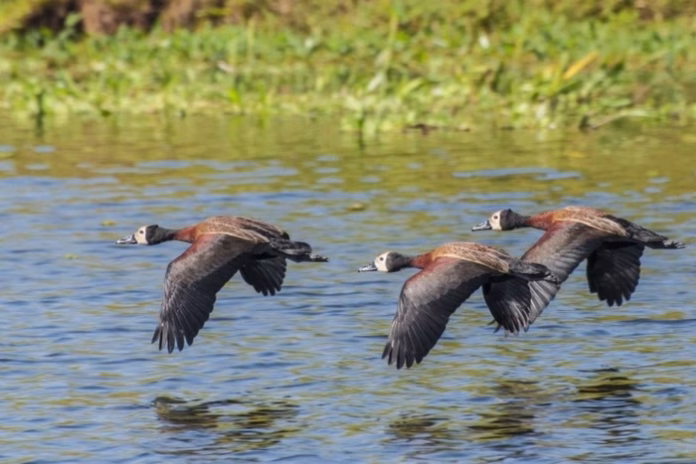 Aves no Parque Ibirapuera | Divulgação