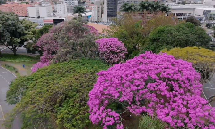 Começa a florada dos ipês em Campinas e cidade fica mais colorida Começa a florada dos ipês em Campinas e cidade fica mais colorida