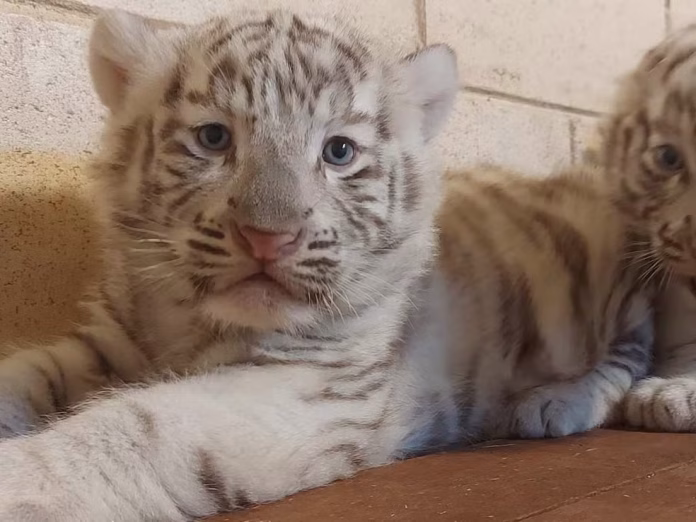 Filhote de tigre branco nascido em São Paulo | Divulgação Animália Park
