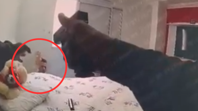 Flagrante mostra execução | Reprodução