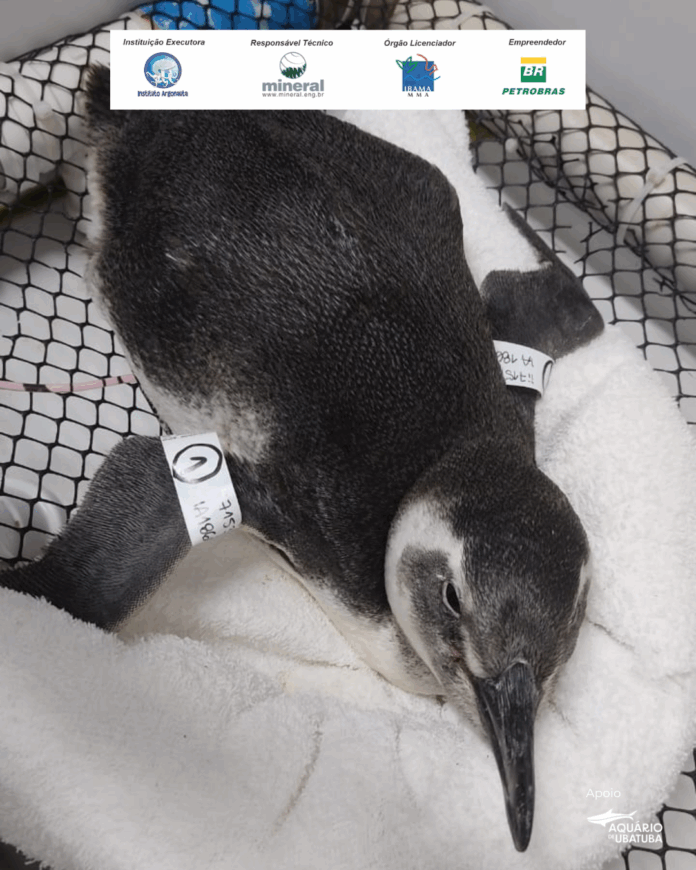 Em três dias, 47 pinguins são encontrados encalhados no litoral norte de SP Em três dias, 47 pinguins são encontrados encalhados no litoral norte de SP
