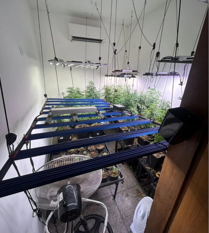 Plantacao-de-maconha