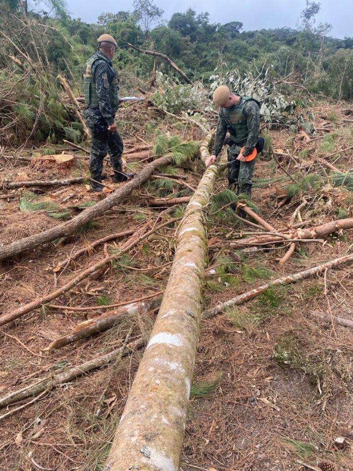 Dono de madeireira é multado em mais de R$ 65 mil por corte ilegal de árvores nativas em Bananal Dono de madeireira é multado em mais de R$ 65 mil por corte ilegal de árvores nativas em Bananal