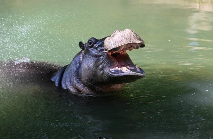 Dinho, o hipopótamo do Bosque de Campinas, volta à rotina após cirurgia dentária