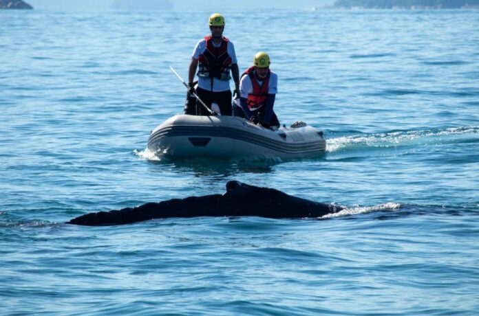 Baleia-jubarte é resgatada pela segunda vez em Ubatuba após se enroscar em rede de pesca Baleia-jubarte é resgatada pela segunda vez em Ubatuba após se enroscar em rede de pesca
