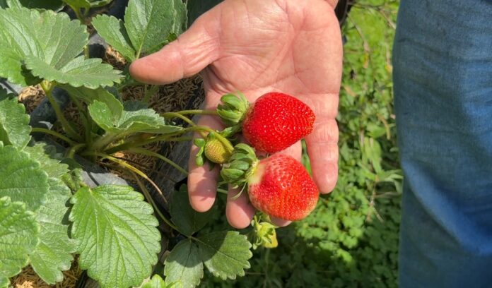 Temporada do morango impulsiona turismo e economia em Jundiaí