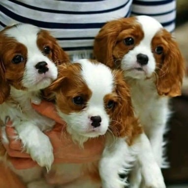 Cães de raça são furtados de casa em Caraguatatuba