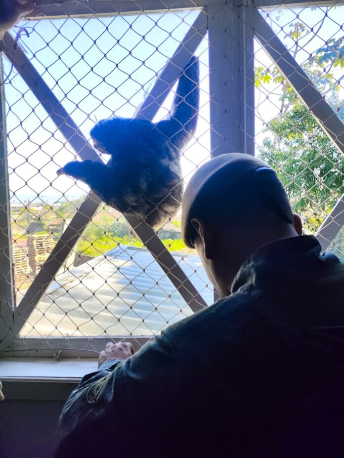 Bicho-preguiça é resgatado de residência em Caraguatatuba Bicho-preguiça é resgatado de residência em Caraguatatuba