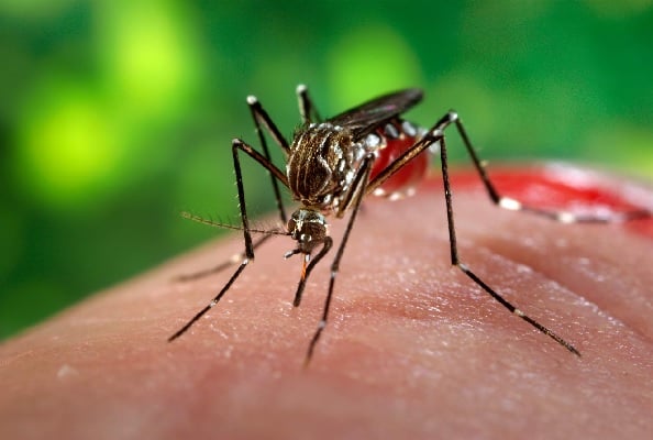 aedes Imagem ilustrativa
