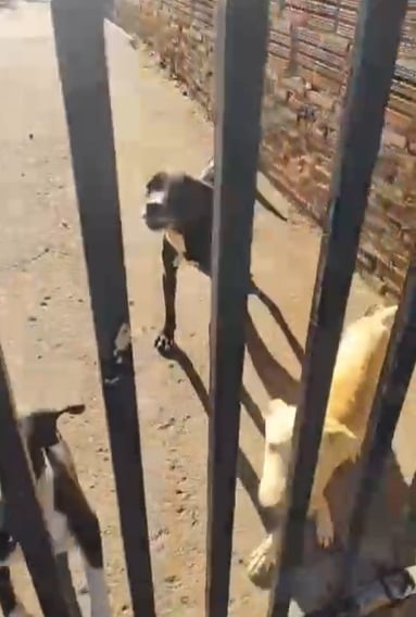 Secretaria do Bem-Estar Animal de SJRP