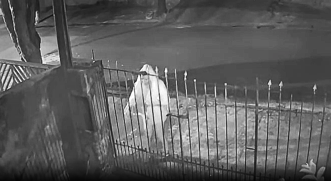 Dois gatinhos recém-nascidos são abandonados em sacola Dois gatinhos recém-nascidos são abandonados em sacola