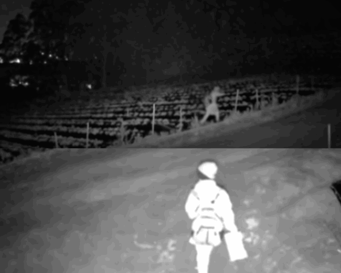 Produtores de morango enfrentam onda de furtos na safra Produtores de morango enfrentam onda de furtos na safra