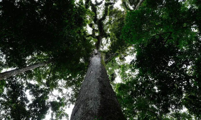 Lei ambiental | Fernando Frazão/Agência Brasil