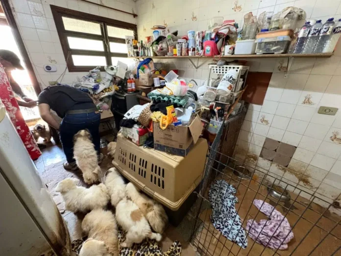 Local em que os animais foram encontrados | Foto: Divulgação/SSP