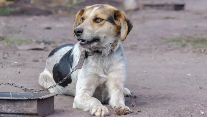 Sancionada-lei-que-proibe-acorrentar-caes-e-gatos-em-Sao-Paulo Divulgação