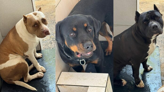 Untitled design Os cachorros foram abandonados em Hortolândia