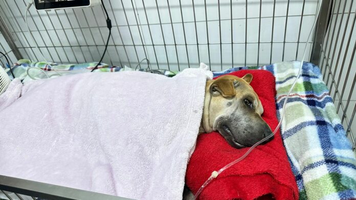 Envenenamento de animais causa revolta e medo em moradores de Limeira Envenenamento de animais causa revolta e medo em moradores de Limeira
