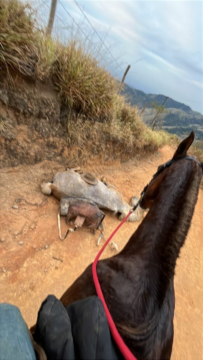 Polícia faz perícia para apurar se cavalo estava vivo ou morto quanto teve as patas decepadas em Bananal