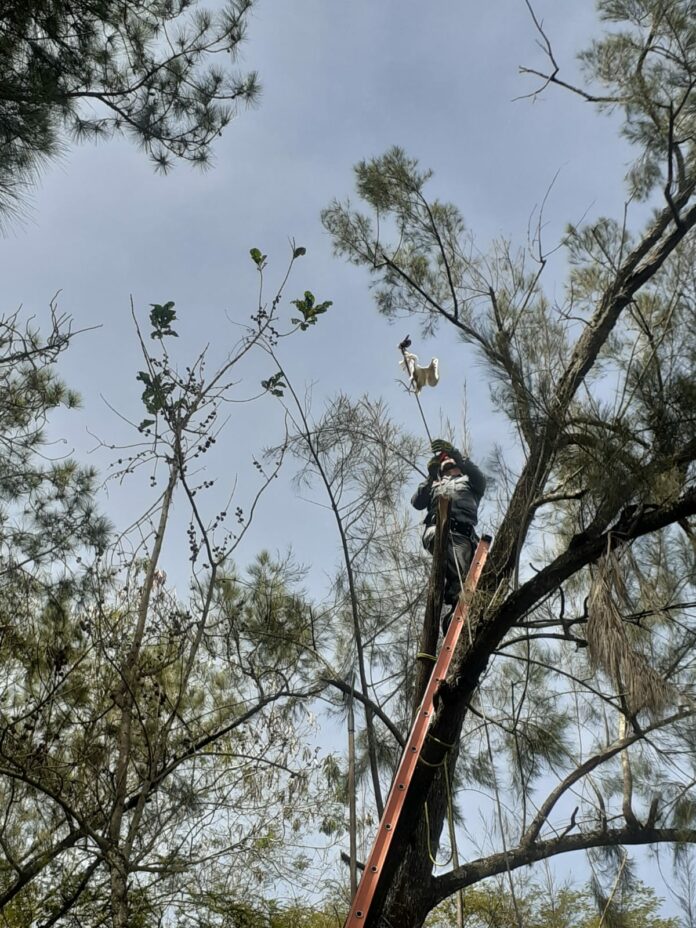 Bombeiros resgatam garça que estava presa em árvore, em Roseira Bombeiros resgatam garça que estava presa em árvore, em Roseira