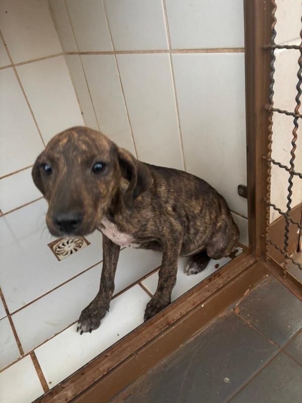 a5e6b848f06e3f780676db8af424c678 Divulgação