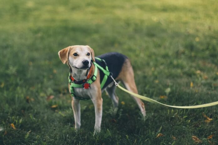 Dia do cachorro lembra importância do cuidado e do amor responsável