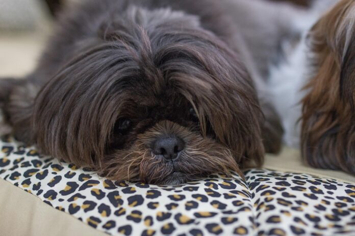 Campinas terá o Pet Day | Foto: Pixabay