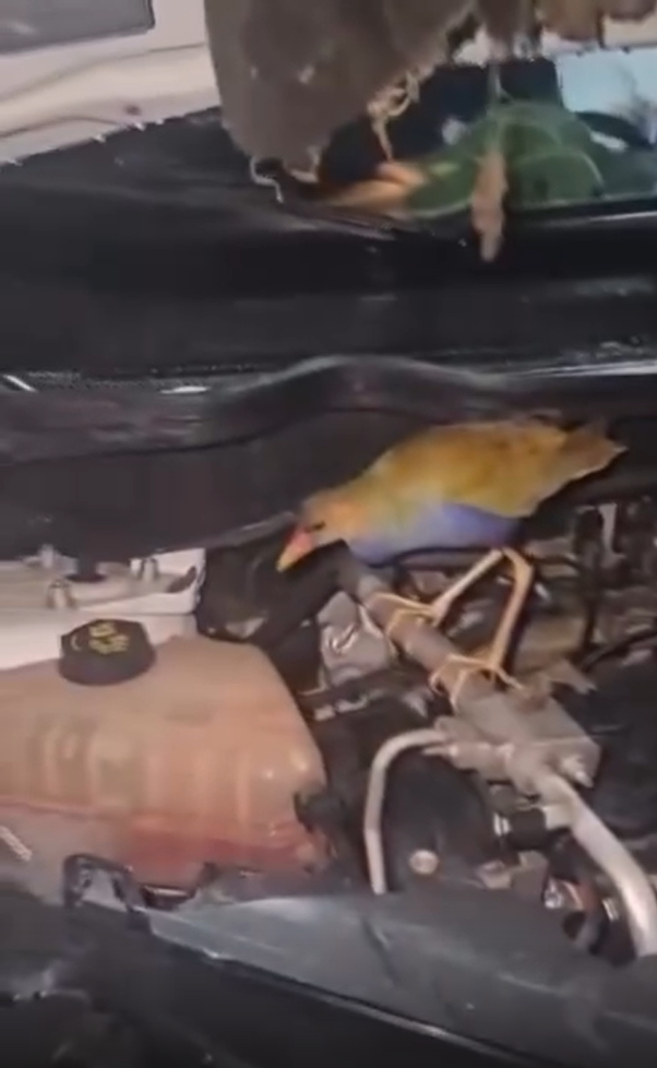 Morador de Ubatuba encontra saracura dentro do capô do carro Morador de Ubatuba encontra saracura dentro do capô do carro
