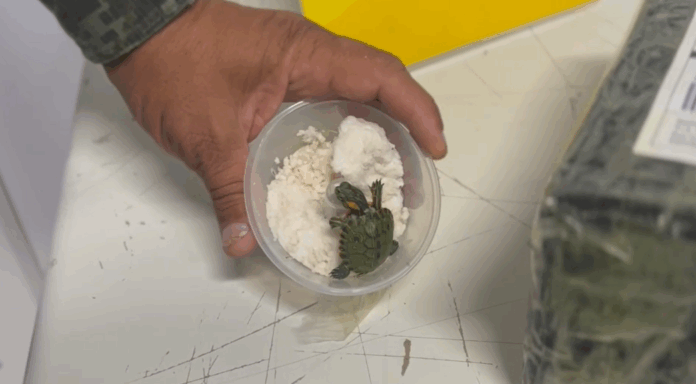 Cágados são encontrados dentro de caixa enviada por correio em Indaiatuba Cágados são encontrados dentro de caixa enviada por correio em Indaiatuba