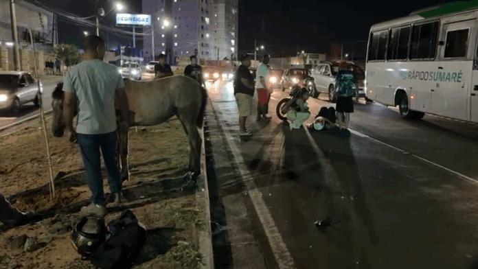 Motociclista atropela cavalo na avenida John Boyd Dunlop Motociclista atropela cavalo na avenida John Boyd Dunlop