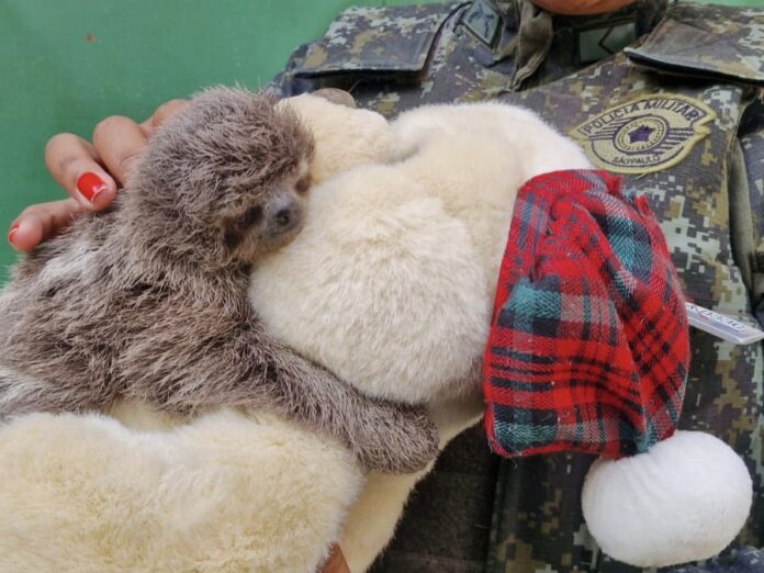 VÍDEO: Filhote de bicho-preguiça é resgatado após mãe ser atropelada na SP-55, em Caraguá