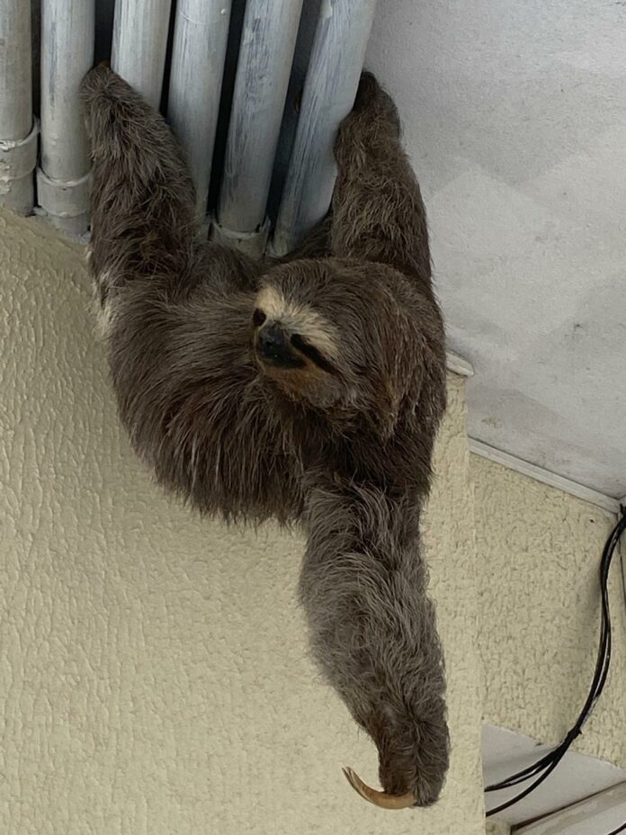 Bicho-preguiça é resgatado por bombeiros em Caraguatatuba