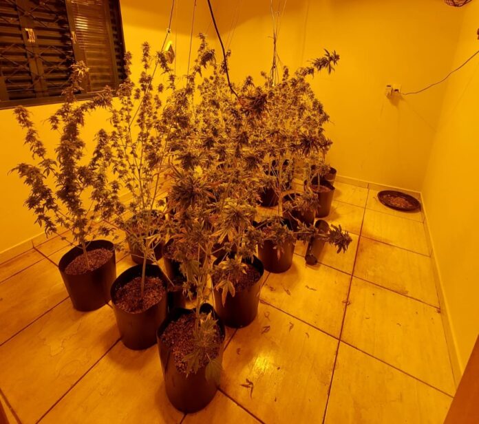 PLANTÇAO MACONHA RP