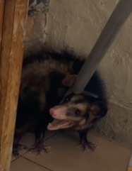 WhatsApp Image 2025-09-16 at 16.52.05