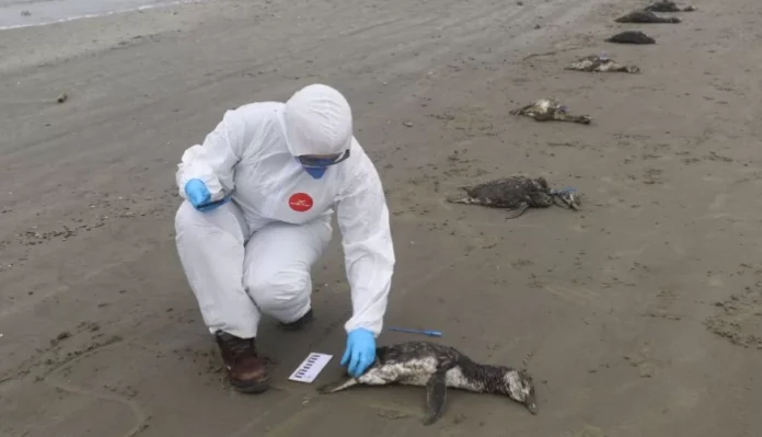 pinguins-de-magalhaes-2