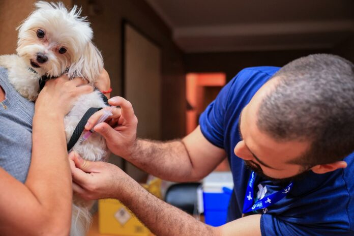 vacinacao_anti_rabica_-_foto_fernando_gonzaga__4_