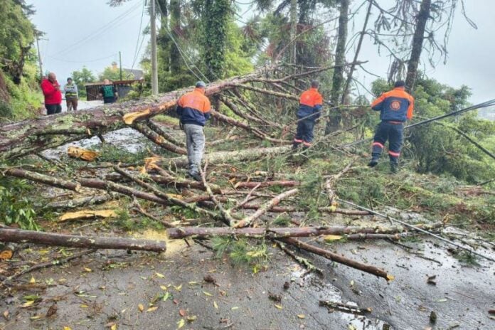Ventos fortes causam queda de árvores, falta de energia e prejuízos em Campos do Jordão
