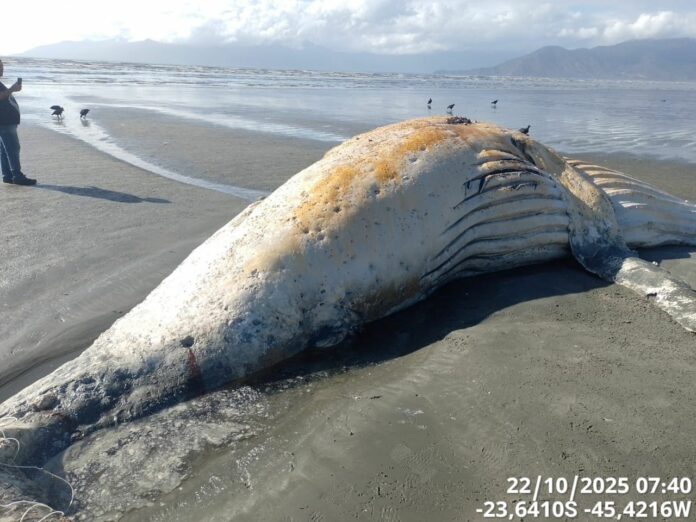 Imagem do WhatsApp de 2025-10-22 à(s) 10.10.33_f90e6284