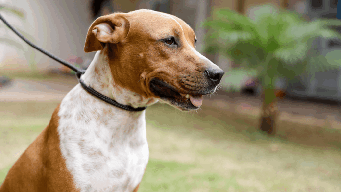 SABADO_COM_VACINA_CCZ_04370eb576