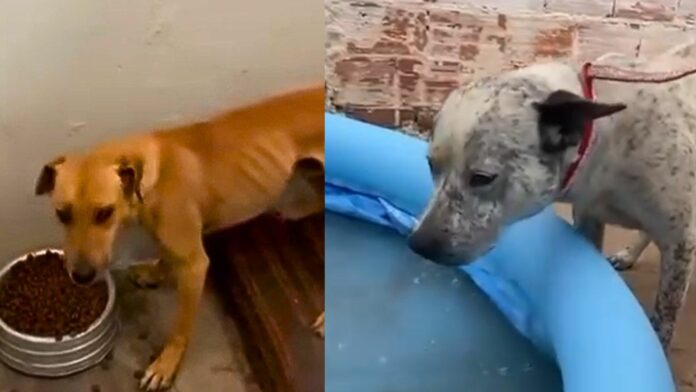 Caso de maus tratos a cães em Capivari termina com prisão em flagrante Caso de maus tratos a cães em Capivari termina com prisão em flagrante