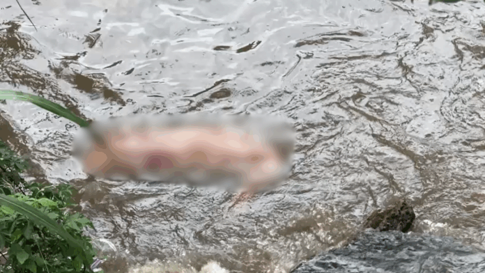 Corpo é encontrado boiando no Rio Capivari Corpo é encontrado boiando no Rio Capivari