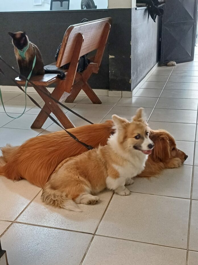 Motorista é preso por maus-tratos a animais na Via Dutra, em Pindamonhangaba