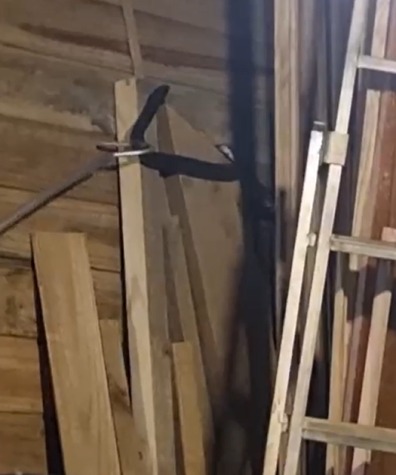 VÍDEO: Cobra de grande porte é capturada dentro de residência em Ubatuba