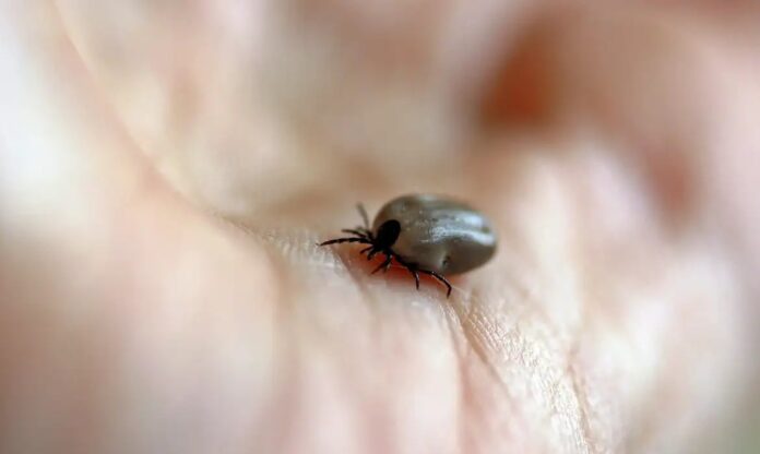 carrapatos Doença é transmitida pela picada de carrapatos | Foto: Catkin/Pixabay