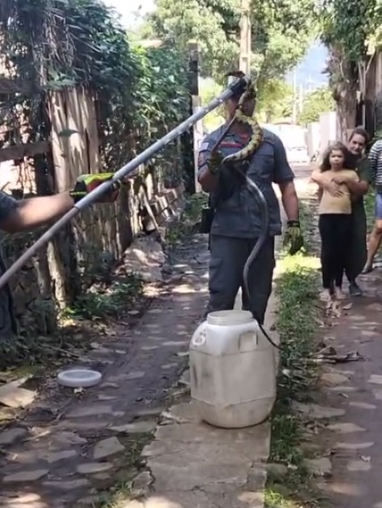 VÍDEO: Bombeiros de Ilhabela capturam cobra em construção
