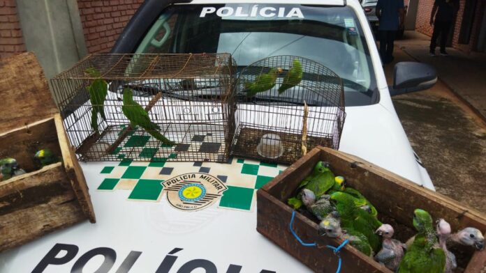 aves teodoro sampaio