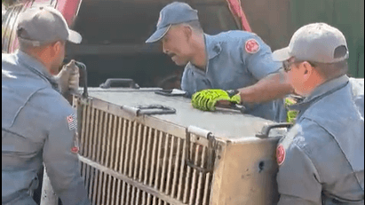 resgate_animal_vitima_de_maus_tratos_398a26eb8f Divulgação