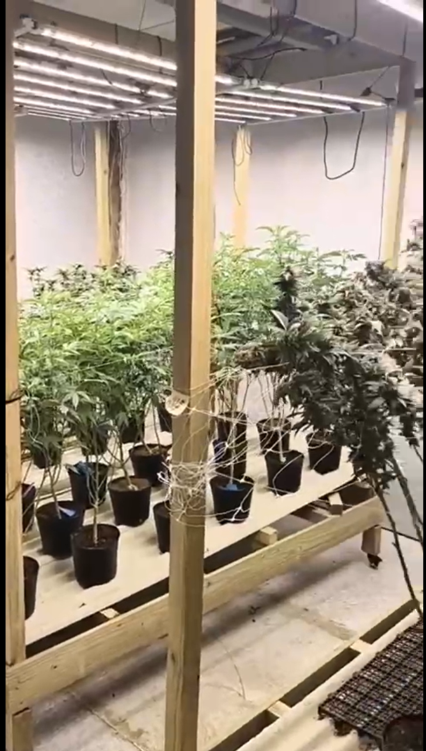 Três pessoas são presas e 74 pés de maconha são apreendidos em operação em Ubatuba